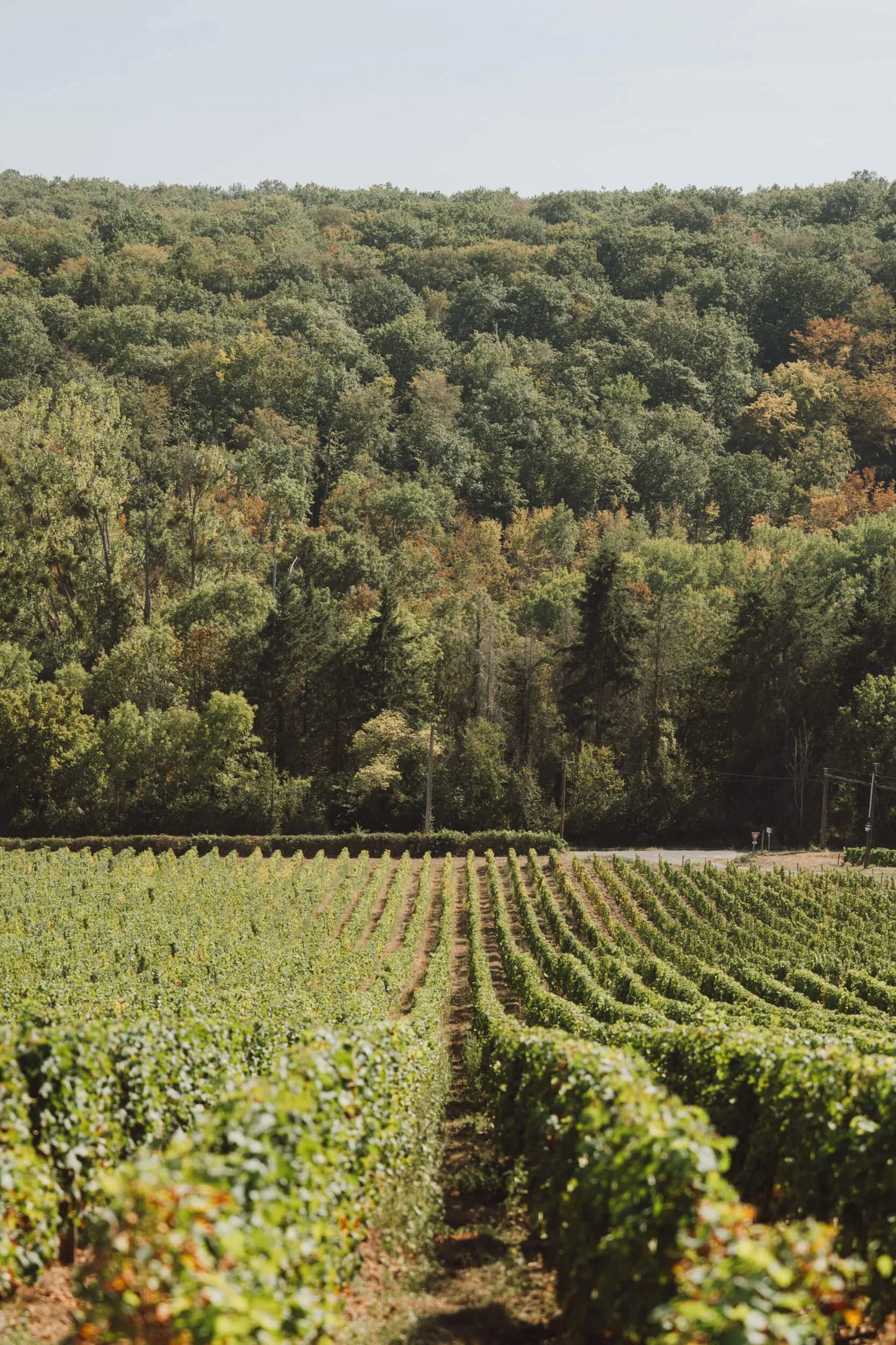 Atelier de dégustation privilège